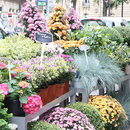Bouquets de fleurs Paris 8