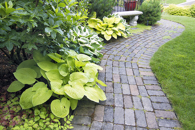 Plantes vertes Paris 16